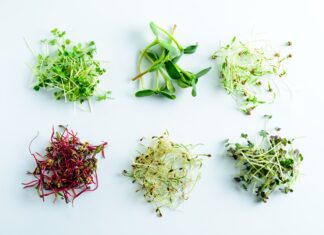 Microgreens mix VFeducation